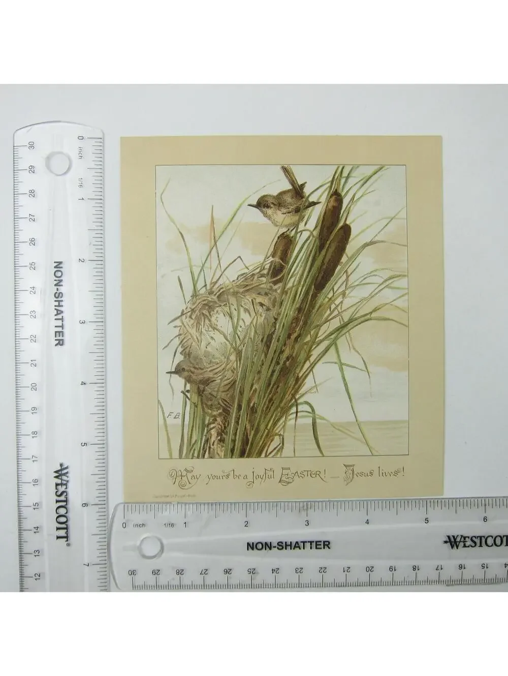 Victorian Easter Greeting Card Birds Nest in Cattails Yellow Green Antique 1884